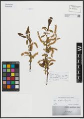 Foto von Salix alba L. x Salix fragilis L.